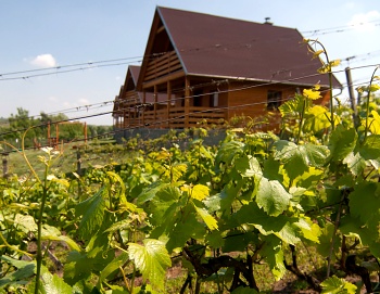Ubytování ve Velkých Bílovicích mezi vinohrady.